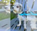 Small Photo #3 Mutt Puppy For Sale in Springdale, PA, USA