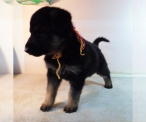 German Shepherd Dog Puppy for sale in MORRISVILLE, MO, USA