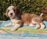 Small Photo #16 Goldendoodle (Miniature) Puppy For Sale in PLACERVILLE, CA, USA