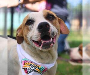 American Staffordshire Terrier-Unknown Mix Dogs for adoption in San Antonio, TX, USA