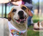 Small American Staffordshire Terrier Mix