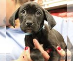 Small #5 Labrador Retriever Mix
