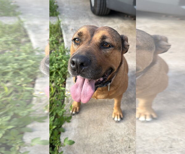 Medium Photo #1 Mutt Puppy For Sale in Miami, FL, USA