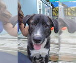 Small #5 Labrador Retriever Mix