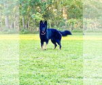 Small #1 German Shepherd Dog