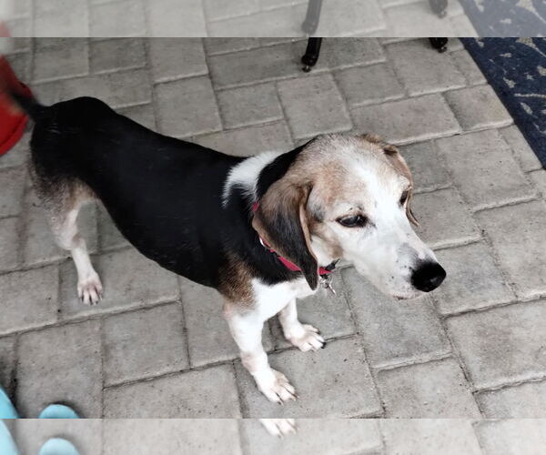 Medium Photo #12 Beagle Puppy For Sale in Dunnellon, FL, USA