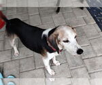 Small #11 Beagle