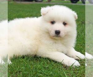 Samoyed Puppy for sale in THORP, WI, USA