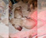 Small Photo #11 Golden Retriever Puppy For Sale in PAULINE, SC, USA