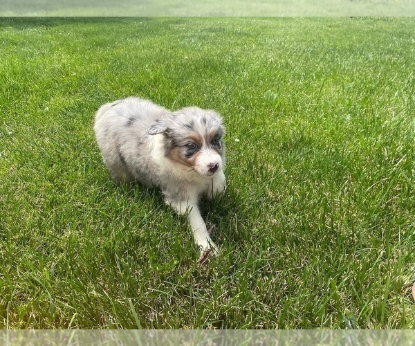 Medium Photo #5 Australian Shepherd Puppy For Sale in MOUNT PULASKI, IL, USA