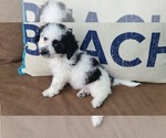 Small Photo #3 Maltipoo Puppy For Sale in GRANDVILLE, MI, USA