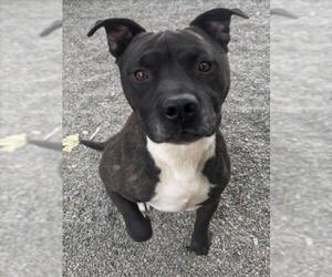 American Pit Bull Terrier Dogs for adoption in Woodland, CA, USA