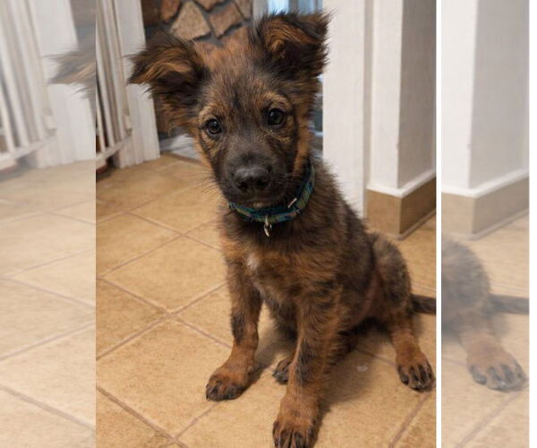 Medium Photo #3 Mutt Puppy For Sale in Laramie, WY, USA