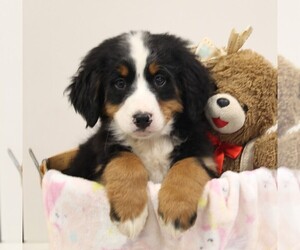 Bernese Mountain Dog Puppy for sale in FREDERICKSBURG, OH, USA