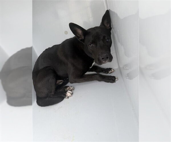 Medium Photo #1 Labrador Retriever-Unknown Mix Puppy For Sale in Houston, TX, USA