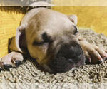 Puppy 1 American French Bull Terrier