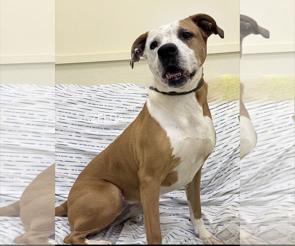 Medium Photo #3 Boxer Puppy For Sale in Maryville, TN, USA