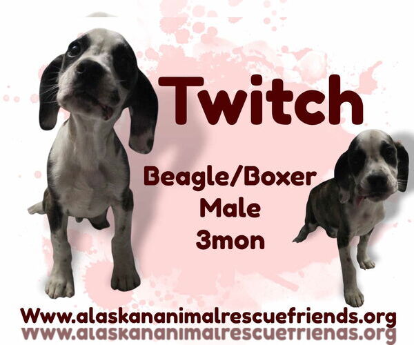 Medium Photo #1 Bogle Puppy For Sale in Anchorage, AK, USA