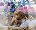 Small Photo #8 Goldendoodle (Miniature) Puppy For Sale in REED CITY, MI, USA