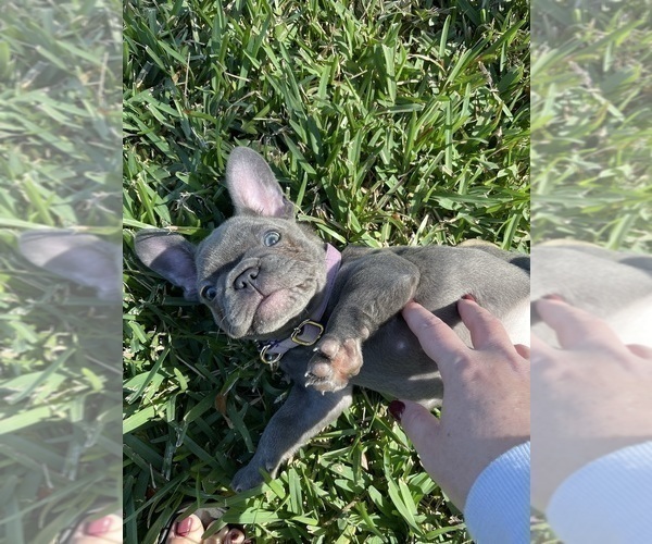 Medium Photo #7 French Bulldog Puppy For Sale in LAND O LAKES, FL, USA