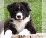 Small Australian Shepherd