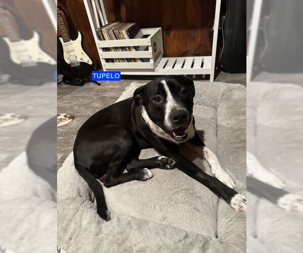 Medium Photo #3 Labrador Retriever-Unknown Mix Puppy For Sale in Woodland Hills, CA, USA