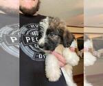Small #4 Aussiedoodle