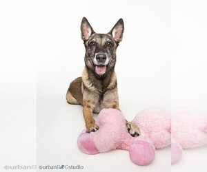 Maggie May - Located in Florida - Female Mutt Dog for Adoption - Photo #4