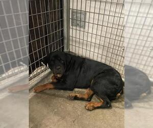 Rottweiler Dogs for adoption in Riverside, CA, USA