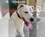 Small #2 American Pit Bull Terrier