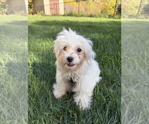 Walker - Male Maltese Dog for Adoption - Photo #2