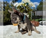 Small #4 French Bulldog