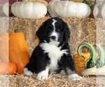 Small Photo #1 Bernedoodle Puppy For Sale in MANHEIM, PA, USA
