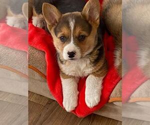 Pembroke Welsh Corgi Puppy for sale in BRIGGSDALE, CO, USA