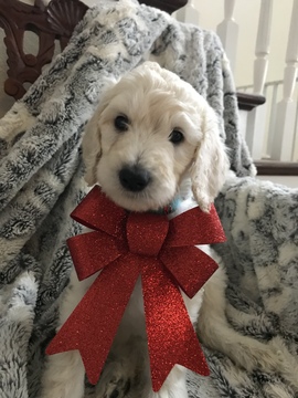 Medium Photo #1 Goldendoodle-Poodle (Standard) Mix Puppy For Sale in CORNING, CA, USA