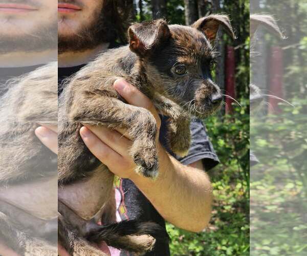 Medium Photo #3 Chihuahua-Unknown Mix Puppy For Sale in Sheboygan, WI, USA