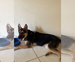 Small #2 German Shepherd Dog Mix