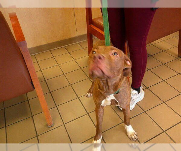 Medium Photo #1 American Pit Bull Terrier-Unknown Mix Puppy For Sale in Ocala, FL, USA