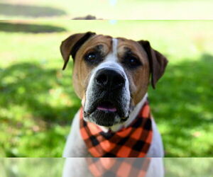 Wally - Male Mutt Dog for Adoption - Photo #3