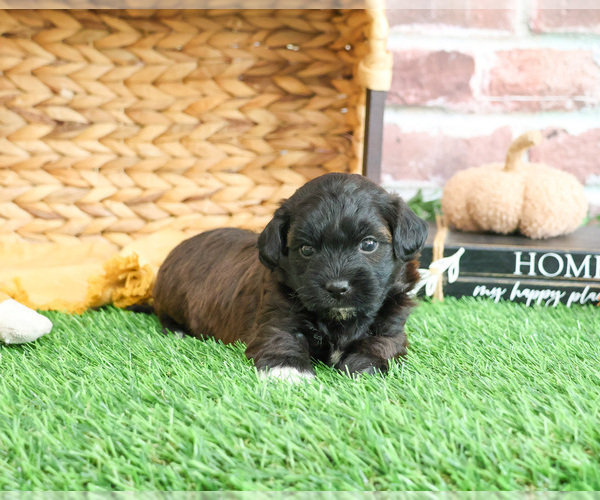 Medium Photo #9 ShihPoo Puppy For Sale in SYRACUSE, IN, USA