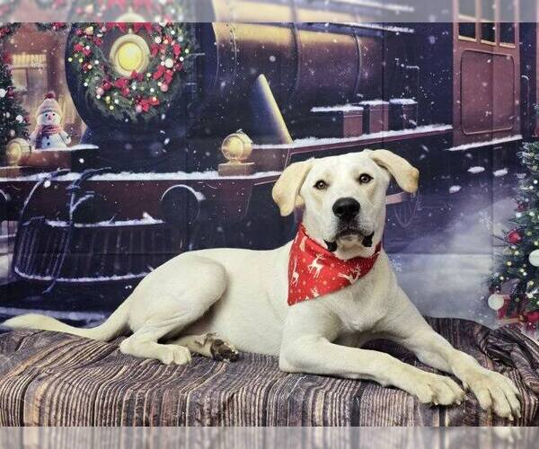 Medium Photo #1 - Mix Puppy For Sale in Kankakee, IL, USA