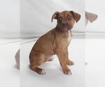 Small American Pit Bull Terrier