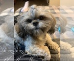 Small Photo #1 Lhasa Apso Puppy For Sale in WASHOUGAL, WA, USA