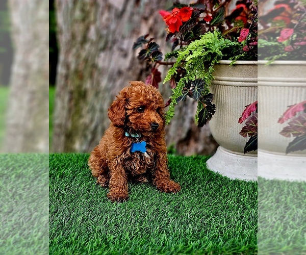 Medium Photo #3 Poodle (Miniature)-Poodle (Toy) Mix Puppy For Sale in INDIANAPOLIS, IN, USA