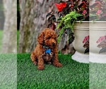 Small #2 Poodle (Miniature)-Poodle (Toy) Mix