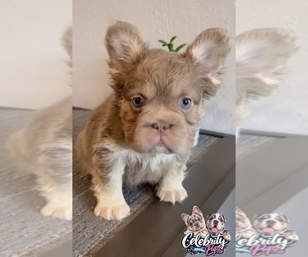 Medium Photo #10 French Bulldog Puppy For Sale in FORT LAUDERDALE, FL, USA