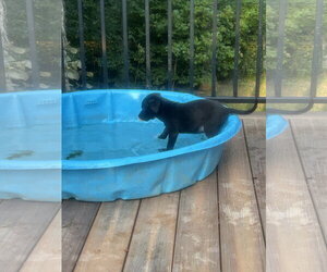 Labrador Retriever-Unknown Mix Dogs for adoption in Hillsboro, MO, USA