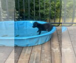 Small #1 Labrador Retriever Mix