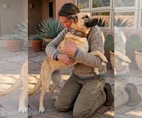 Medium Photo #3 Mutt Puppy For Sale in Pena Blanca, NM, USA