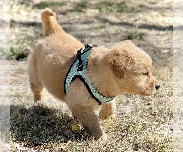 Medium Photo #3 Golden Retriever Puppy For Sale in COLORADO SPRINGS, CO, USA